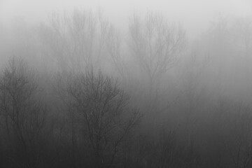  trees withould leaves hidden in a fog