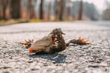 a dead frog on the road