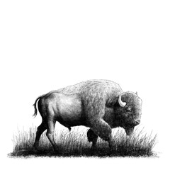 Wildlife Illustration 5 © Werff