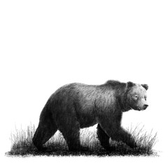 Wildlife Illustration 4