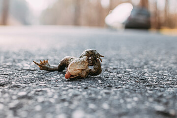a dead frog on the road