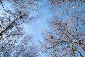 Fototapeta na wymiar Trees with nests of birds against the blue sky in early spring. There is free space for text.
