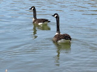 Two Canadian Geese swimming in a lake 