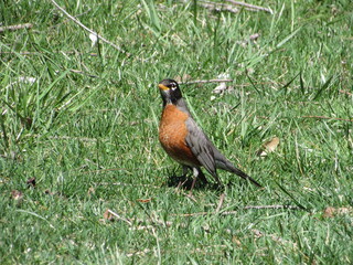 robin on the grass