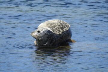 Fototapeta premium Harbor seal sunbathing on the rocks in the shallows of Monterey Bay, California.