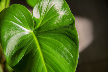 Close up of green leaf on sunlight.