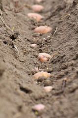 Seed potatoes are planted in rows in the soil before wrapping
