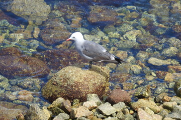 Seagull enjoying a sunny day on the shores of Monterey Bay, California.	
