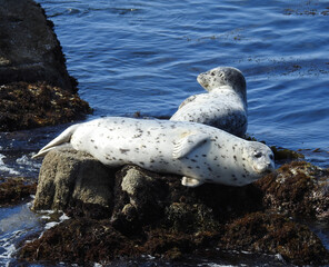Harbor seals sunbathing on the rocks in the shallows of Monterey Bay, California.