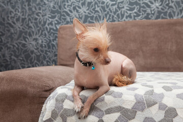 Scary bald Chinese crested dog is sitting on the sofa.