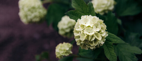White hydrangea hortensia flower blossoms in the garden in countryside.