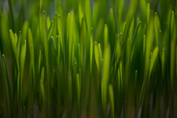 Fototapeta na wymiar Green grass close up. Abstract nature background.
