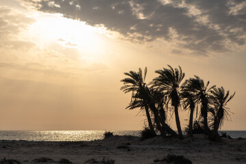 Fototapeta na wymiar Umm Bab Beach in Al Shahaniya, Qatar. Also known as 'Palm Tree Beach' 