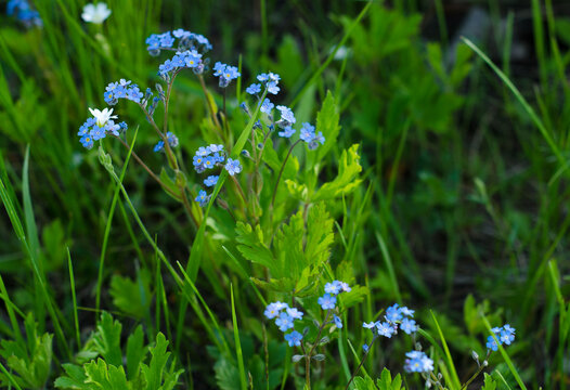 Blue forgetmenots on  background of green grass. Field plants. Botany.