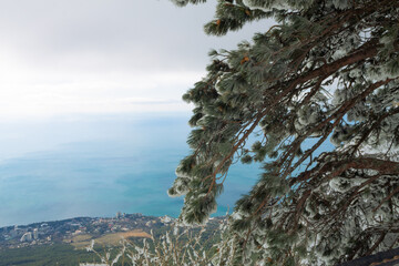 Mountain tree on the background of the sea