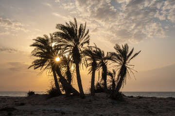 Umm Bab Beach in Al Shahaniya, Qatar. Also known as 'Palm Tree Beach' 