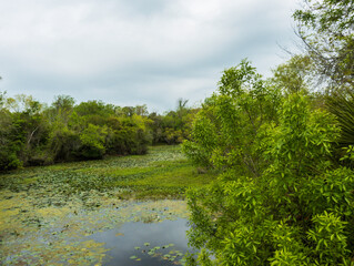 Marsh with lilly pads