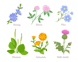 Set of medicinal herbs and wild flowers isolated on white. Vector illustration of clover, flax, plantain, milk thistle, calendula and chicory. Collection of plants in cartoon flat style.