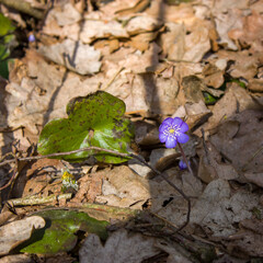 The first forest flowers are light blue streaks surrounded by last year's brown leaves.