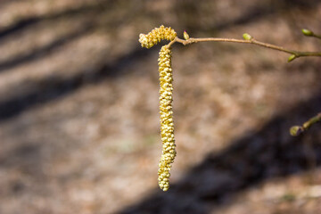 An alder branch with swollen buds and a long light green earring on a blurred background.
