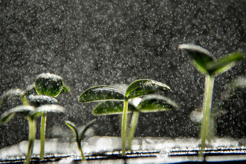 Cucumber seedlings getting misted