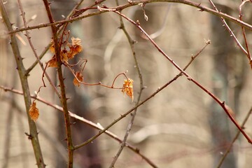 Vines in the forest 