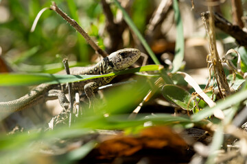 common lizard in the spring sun