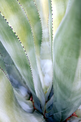 Agave for Drink Tequila, Cocuy, Mezcal 