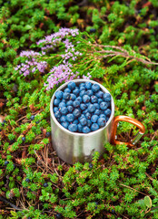 Fresh blueberries in the iron cup on the outdoor background. Travel tourism trekking concept