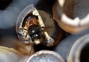 Gehörnte Mauerbiene schlüpft aus einem Insektenhotel