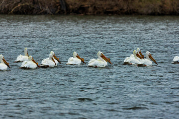 White Pelican (Pelecanus)