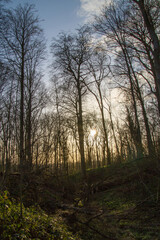 Obraz premium Belgium, Brussels, sunset in laerbeek wood
