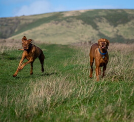 Happy Vizsla dogs playing in field