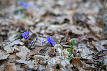 First violets in early spring. Selective focus on violets. Blurred background. Close up