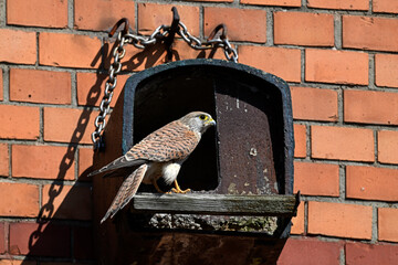 Common kestrel // Turmfalke // Faucon crécerelle (Falco tinnunculus)