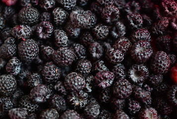 Background of fresh ripe blackberries