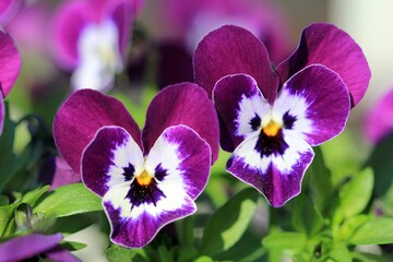 Purple Pansies in the garden in spring