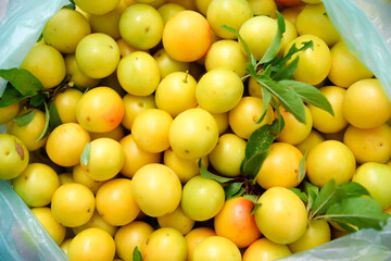 Many ripe yellow cherry plum berries