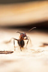 Close up of ant 
