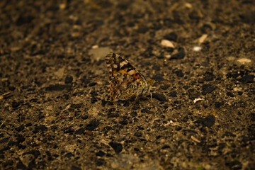 butterfly on the ground