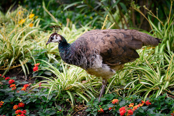 Pavo cristatus - Female peacock outdoors.