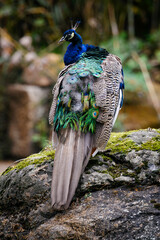 Pavo cristatus - Male peacock on a stone.