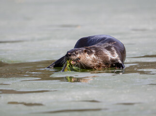 North American River Otter or Northern River Otter Eating Fish on Ice in Early Spring, Closeup Portrait