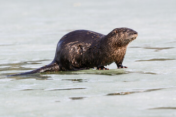 North American River Otter or Northern River Otter Standing on Ice in Early Spring, Closeup Portrait