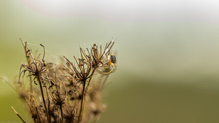 Fototapeta malutki pająk przędzie pajęczynę na kwiecie obraz
