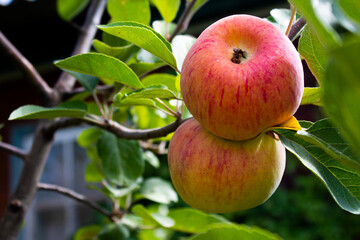 apples on a tree