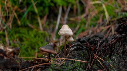 piękne grzyby w jesiennym lesie