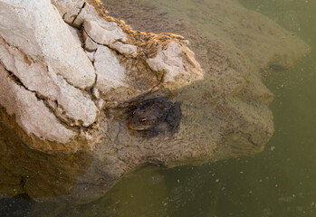 close up of a rock and frog