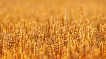 Wheat field in gold tones, background. Growing wheat