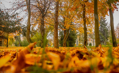 aleja parkowa jesienią, piękne kolorowe liście